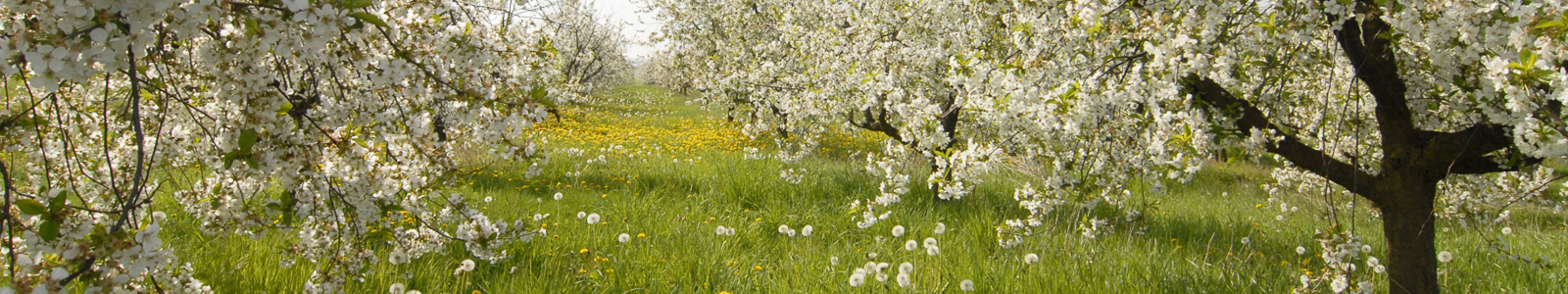 Blühende Apelbäume auf einer Wiese ©DLR